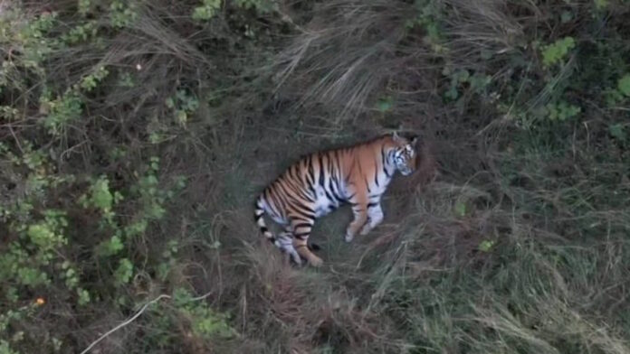 tigress.jpg